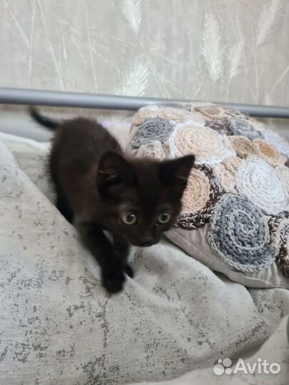 Котёнок по имени Боня в добрые руки бесплатно