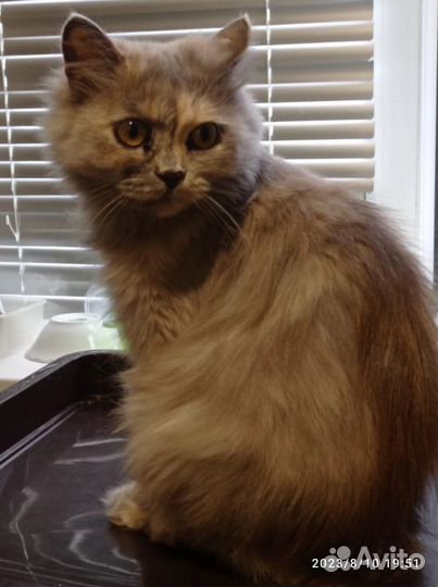 Кошка в дар