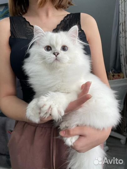 Шотландский кот окрас поинт