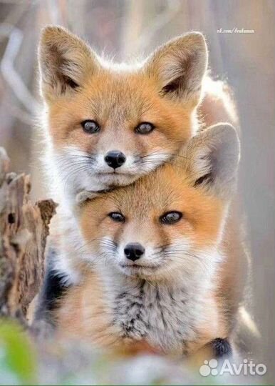 Няня для ребенка