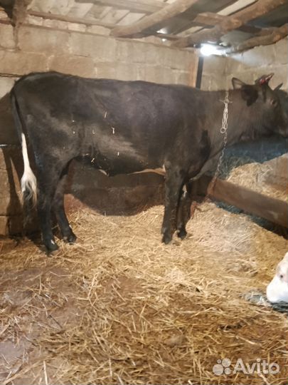 Корова(Телочка)