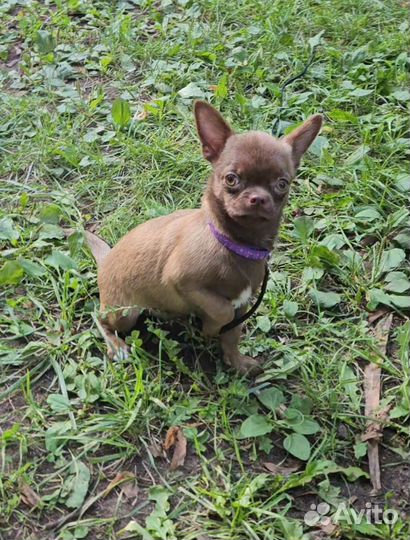 Чихуахуа девочка