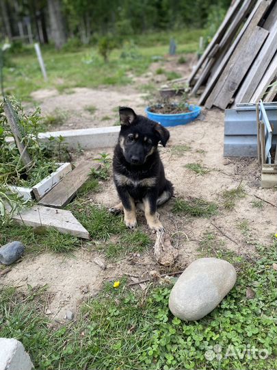 Собака в добрые руки щенки лайки, сучки