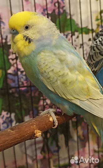 Попугай волнистый,Получех