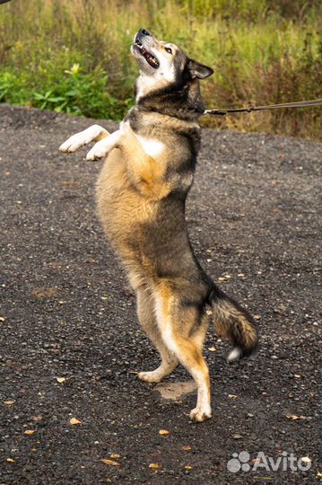 Пёс Гриша ищет Дом