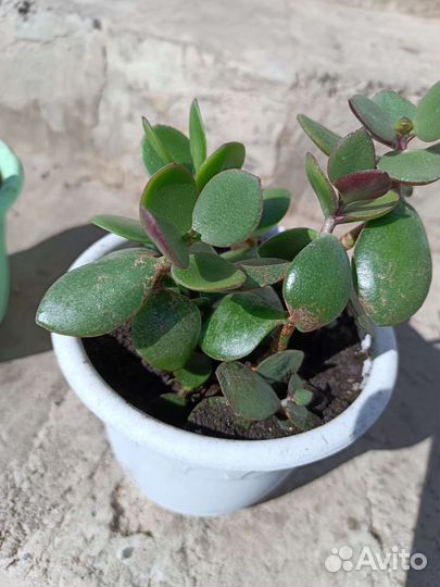 Толстянка (денежное дерево) готовое растение