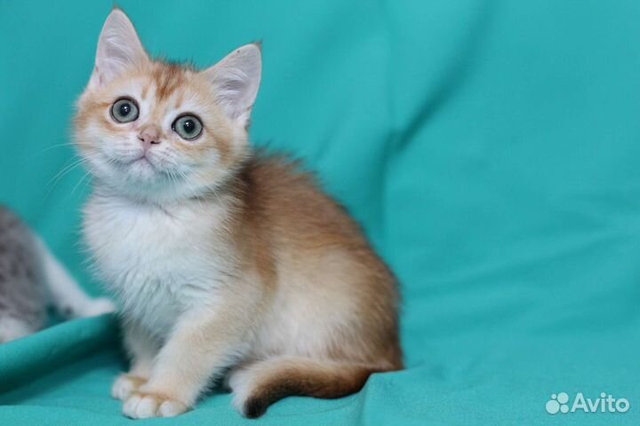 Шотландская девочка в золотом окрасе