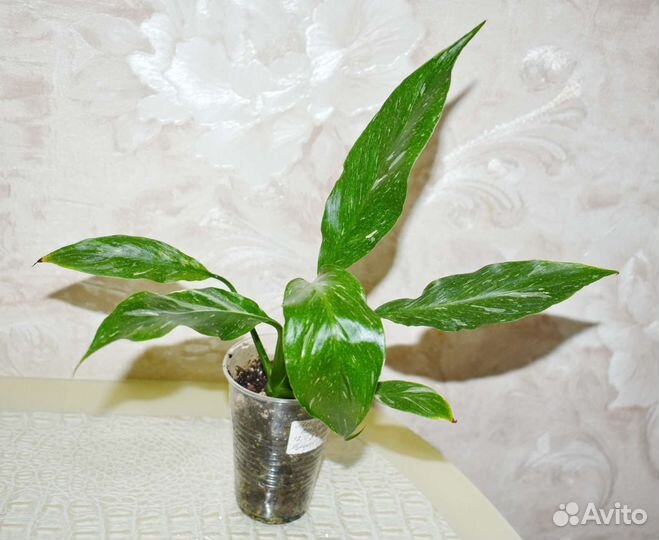 Диффенбахия Хойя Спатифиллум и др