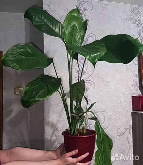 Большой спатифиллум