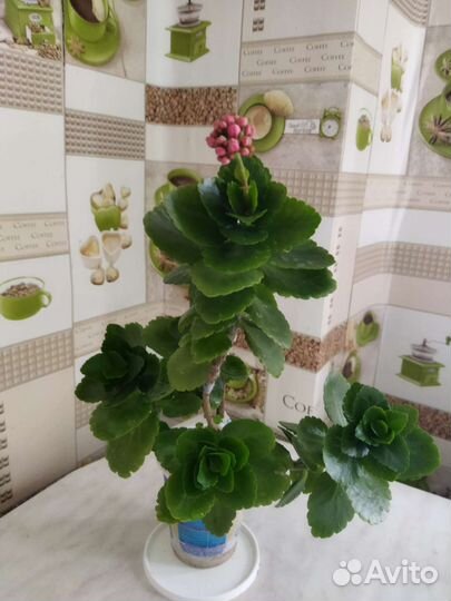 Каланхоэ цветущий(красный и розовый)