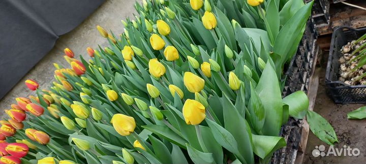Тюльпаны к 8 марта опт и розница
