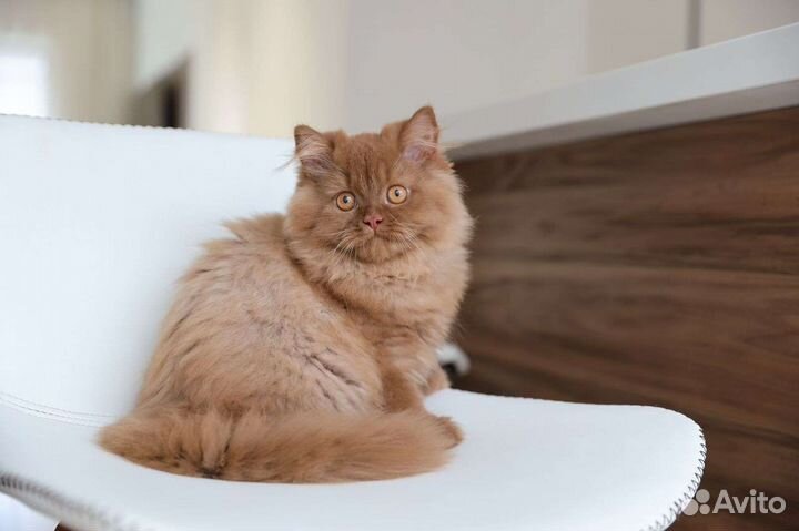 Британский плюшевый котик