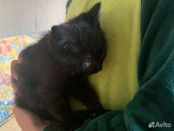Котята в добрые руки даром