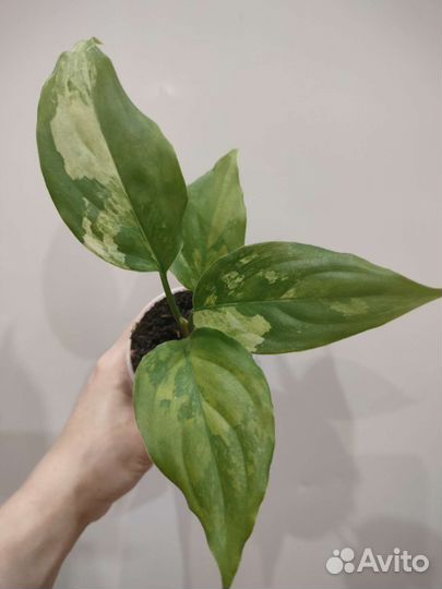 Аглаонема Siam Jade и Манила, антуриум Сирих