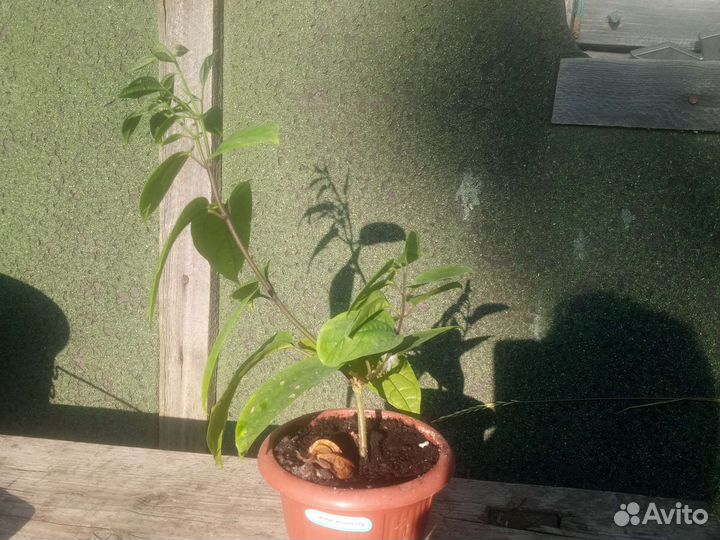 Клеродендрум томпсона