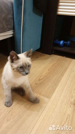 Котенок, девочка, 3 месяца, бесплатно