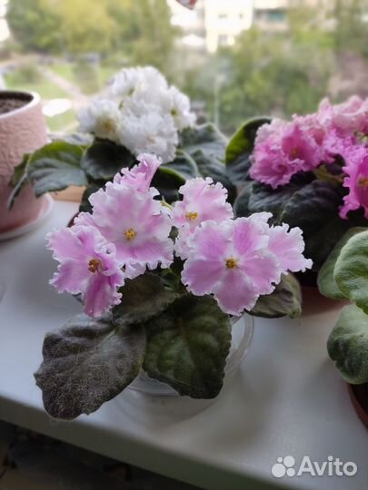 Фиалка рассада