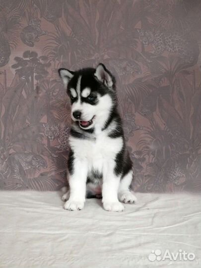 Сибирский хаски