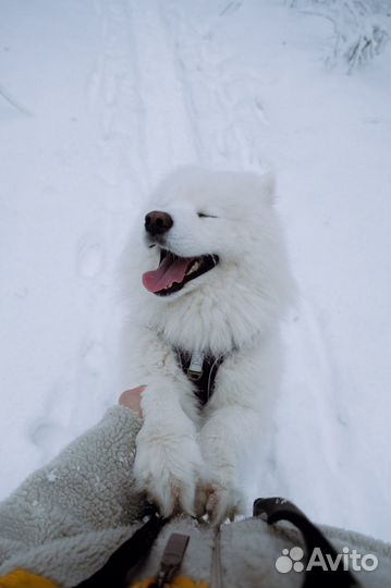 Собака в аренду Самоед