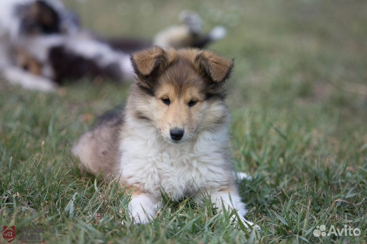 Колли девочка