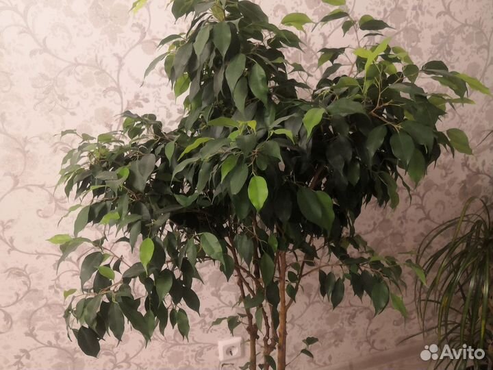 Фикус бенджамина большой