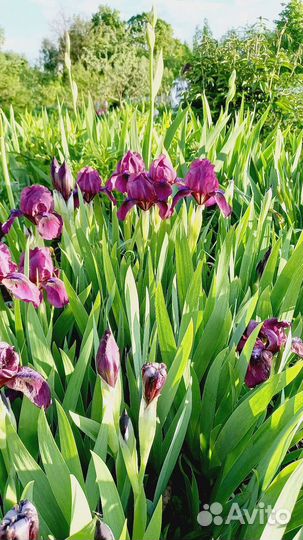 Ирис бордюрный