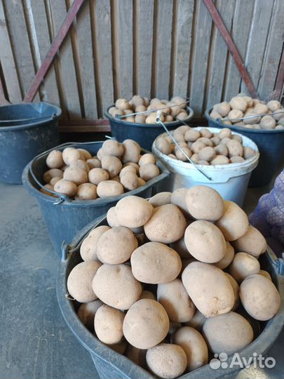 Картофель на посадку