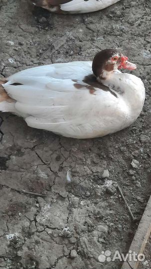 Мускусные утки