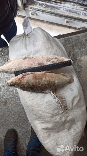 Северный Сиг мороженый