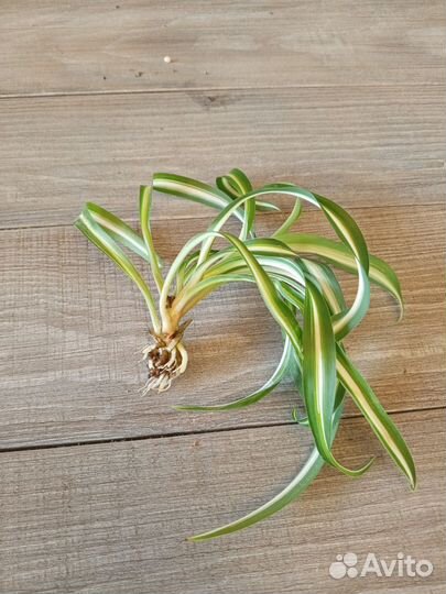 Циропегия, сциндапсус, филодендрон, хлорофитум