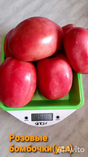 Семена коллекционных сортов томата