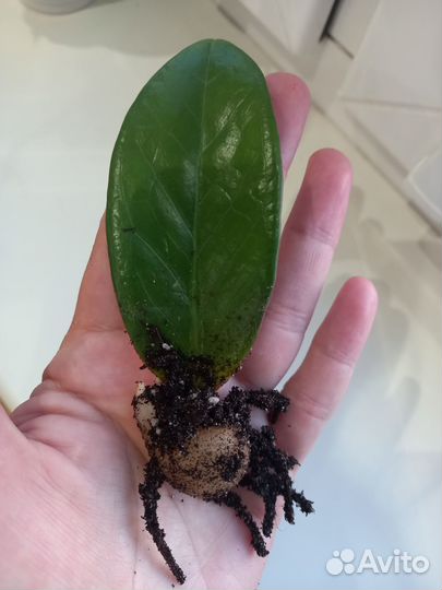 Замиокулькас замиофолия