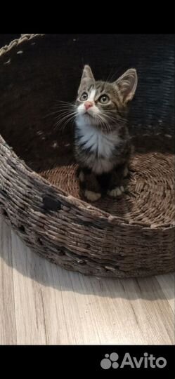 Котенок в добрые руки
