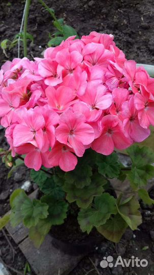 Пеларгония герань комнатные растения цветы