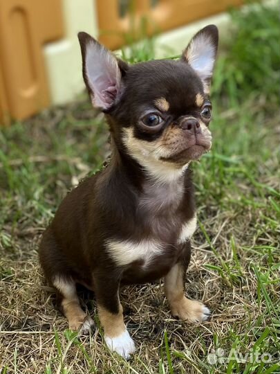 Шикарная красотка чихуахуа