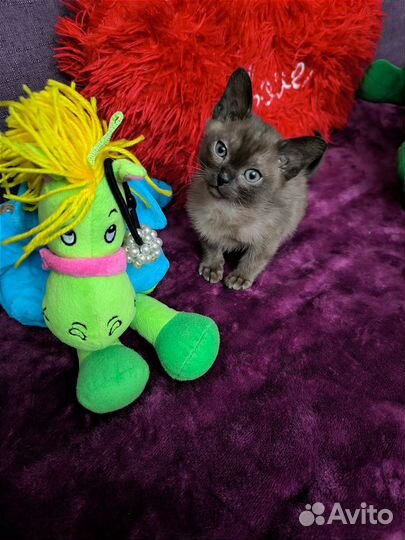 Котята европейской бурмы