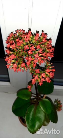 Каланхоэ цветущий