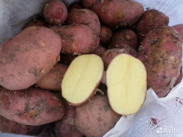 Продам картофель