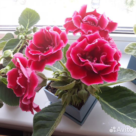 Красавица Глоксиния махровая