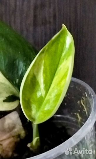 Сциндапсусы сортовые