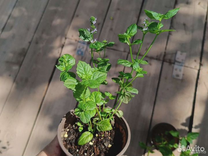 Мята коллекционных сортов