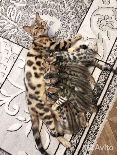 Бенгальские котята