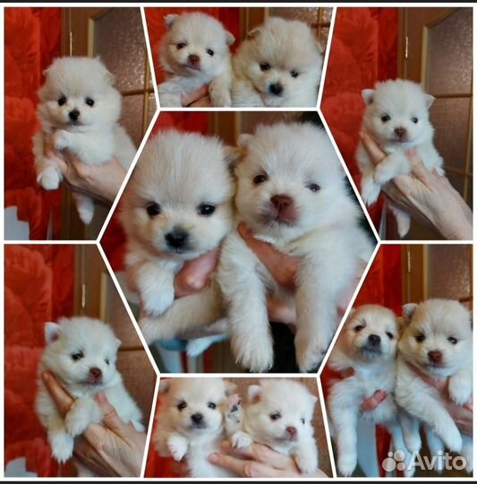 Щенки померанского шпица