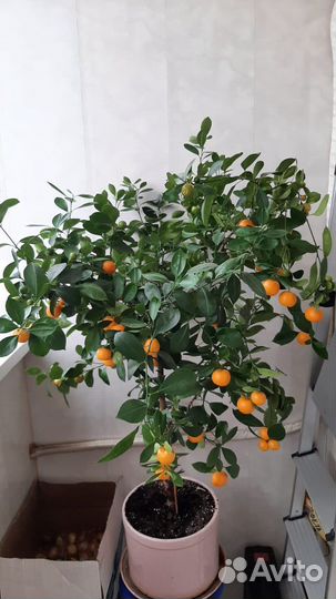 Мандариновое дерево с плодами