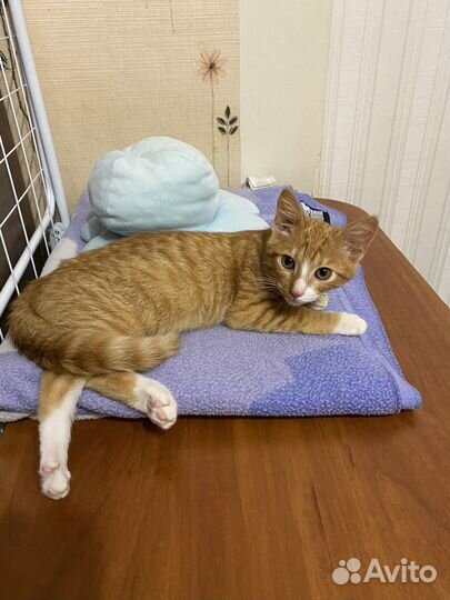 Отдам в добрые руки котёнка (мальчик)