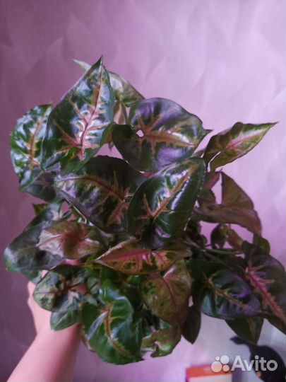 Сингониум Тиффани