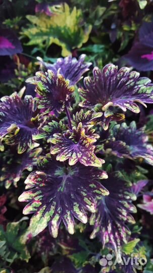 Черенки колеуса