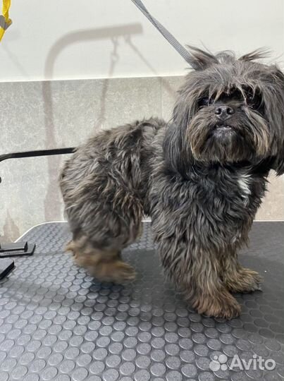 Грумер стрижка собак