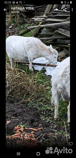 Продам коз