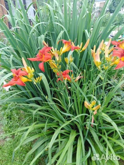 Прудовые растения (нимфеи и прочие) и прибрежные